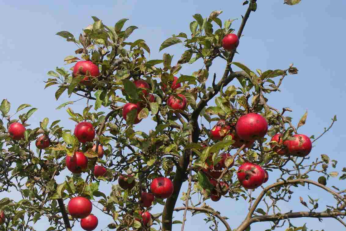  Purchase and price of Ribston pippin apple types 