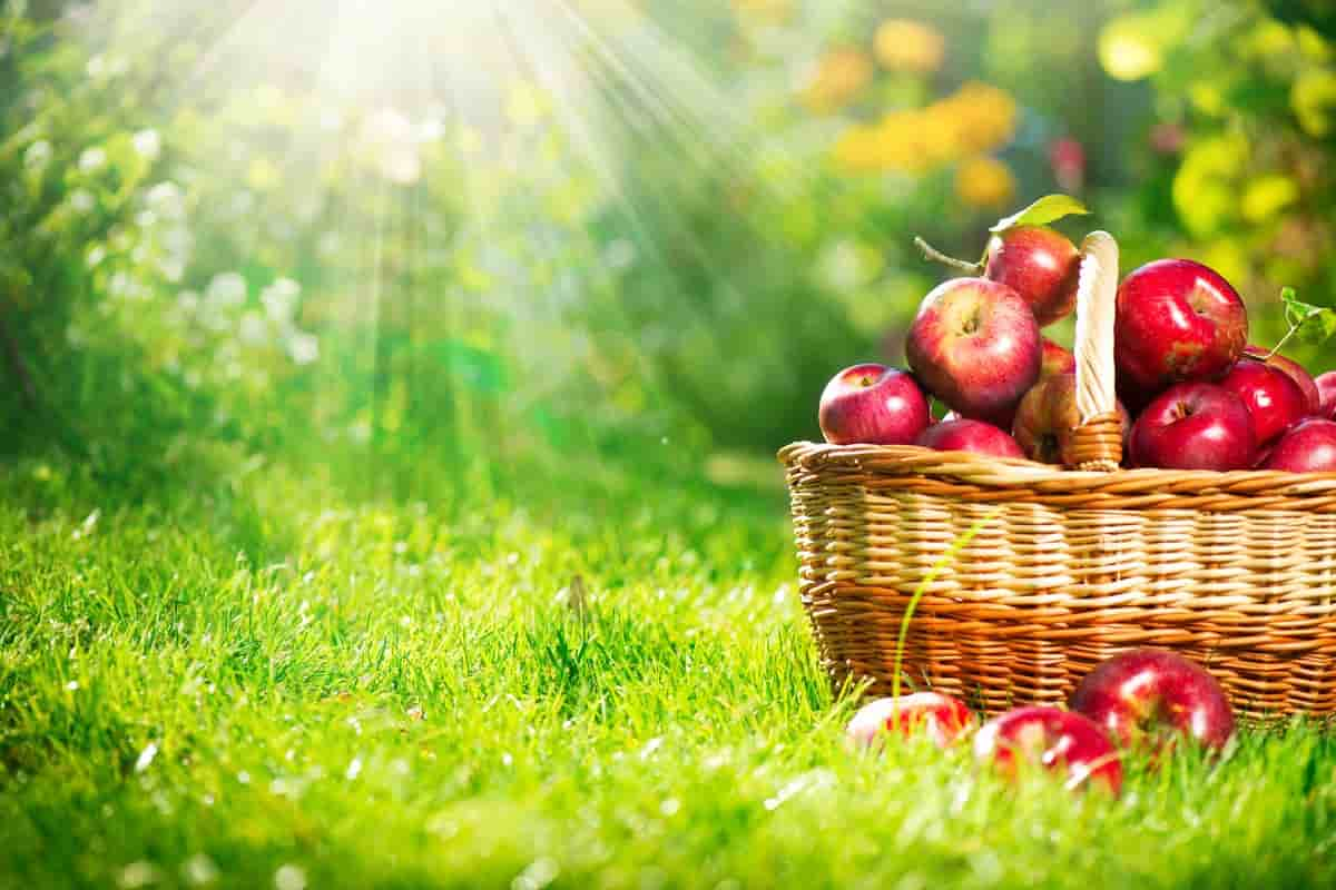  Apple fruit cultivation day an annual celebration 