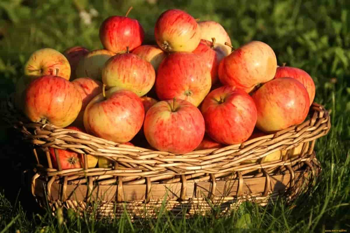  Apple fruit cultivation day an annual celebration 