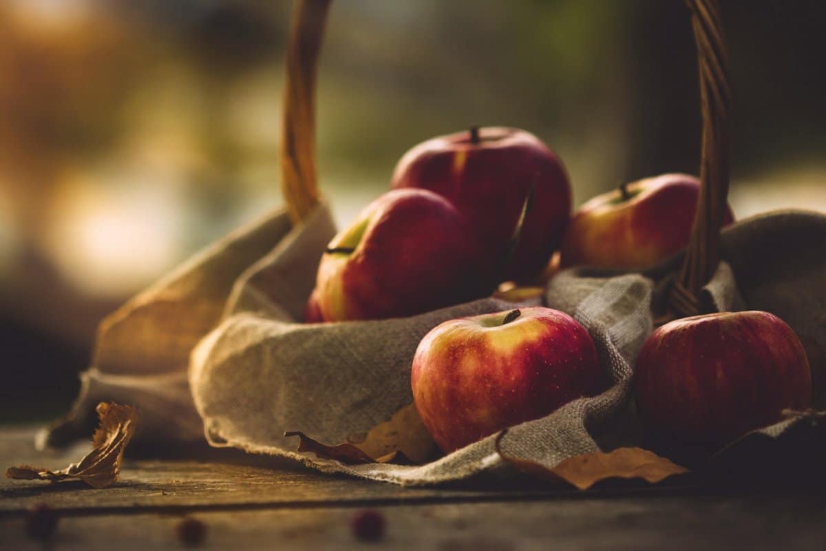  Apple fruit cultivation day an annual celebration 