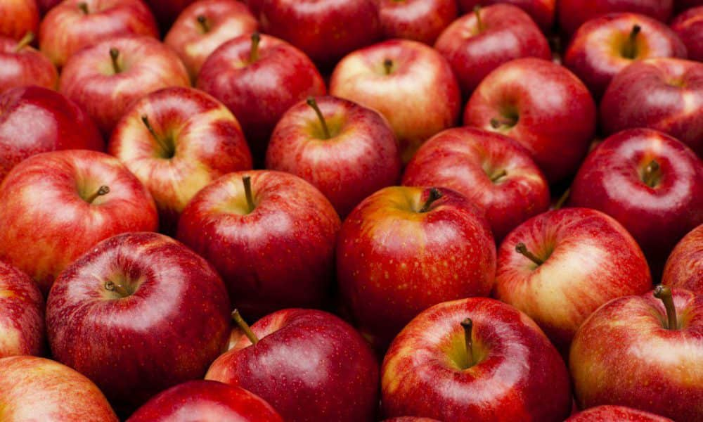  Large fuji apples 2023 Price List 