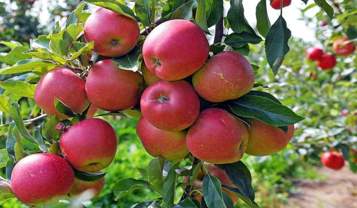  Fuji apple health benefits 