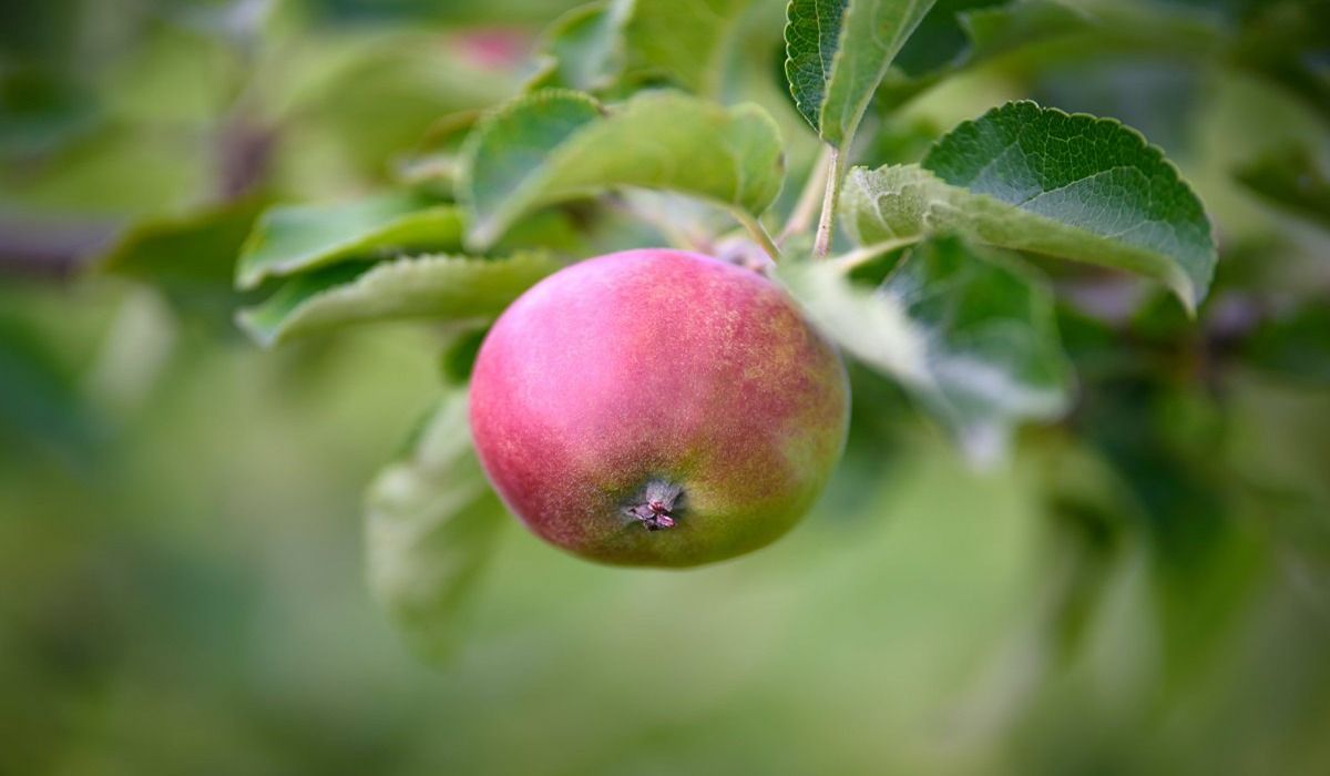  Fuji apple health benefits 