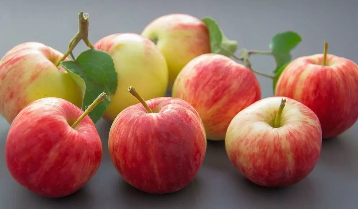  Buy Gala Small Apple Types + Price 