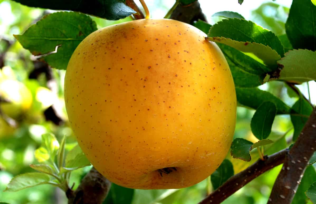  Buy The Latest Types of Yellow Honeycrisp Apple 