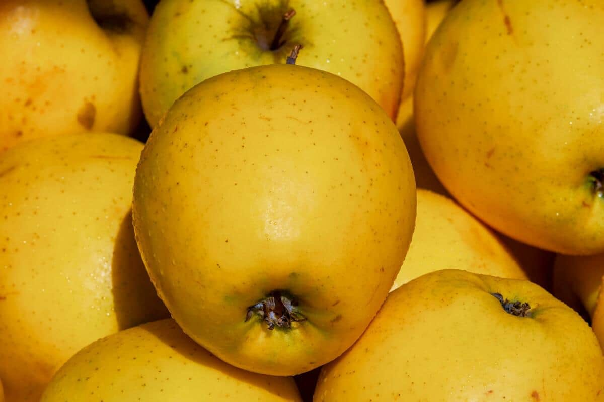  Buy Japanese Apples | Selling All Types of Japanese Apples At a Reasonable Price 