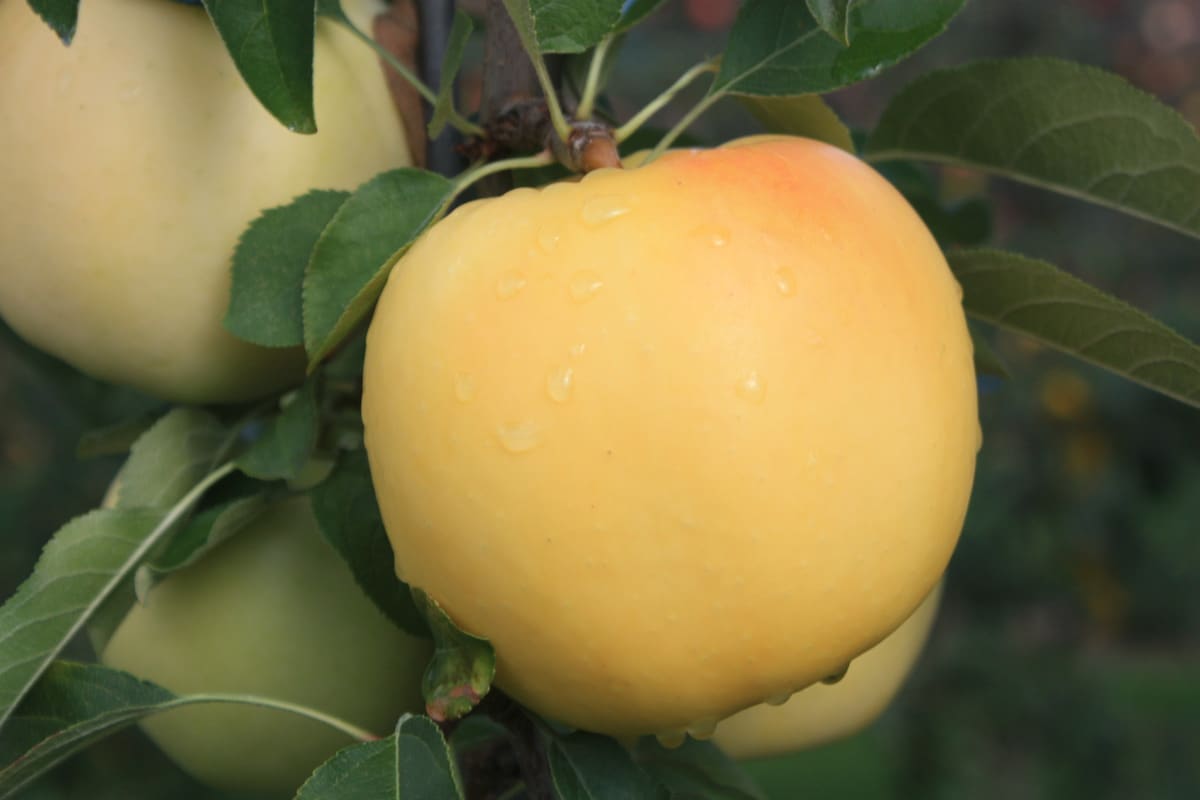  Buy Japanese Apples | Selling All Types of Japanese Apples At a Reasonable Price 