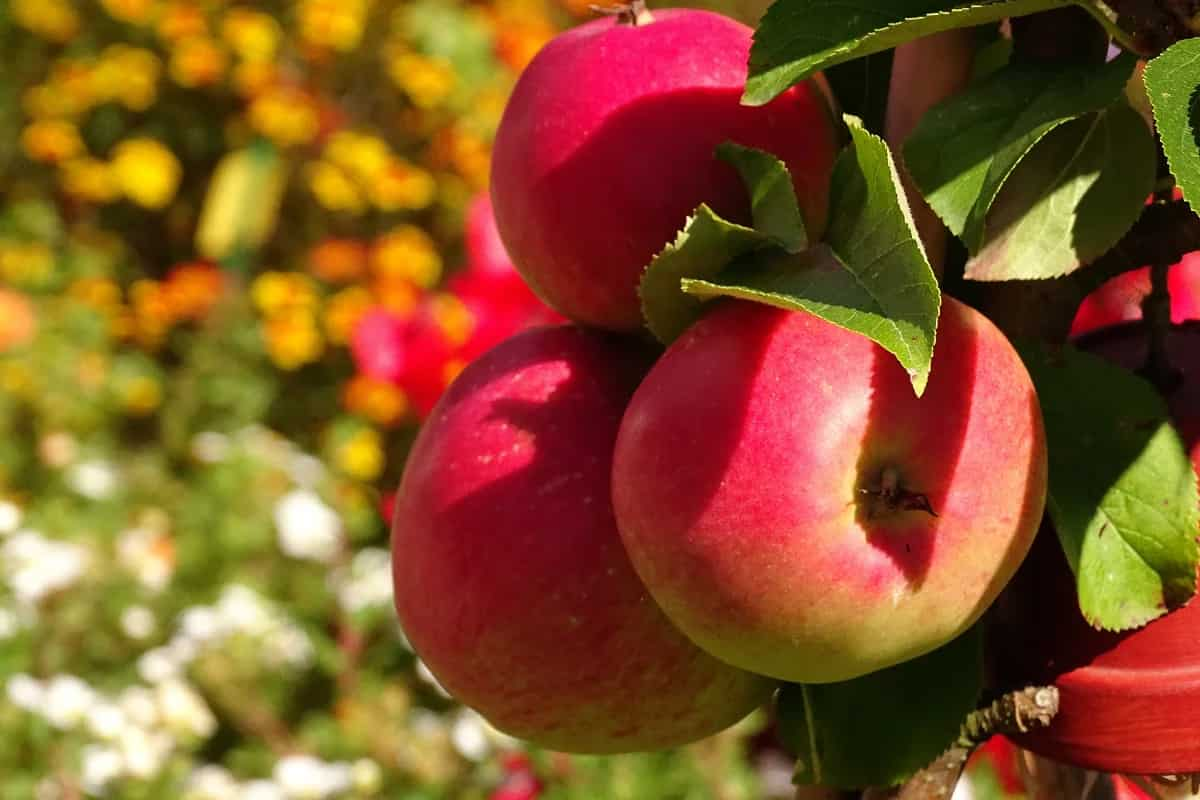  Apple fruit cultivation capital is in the United States 