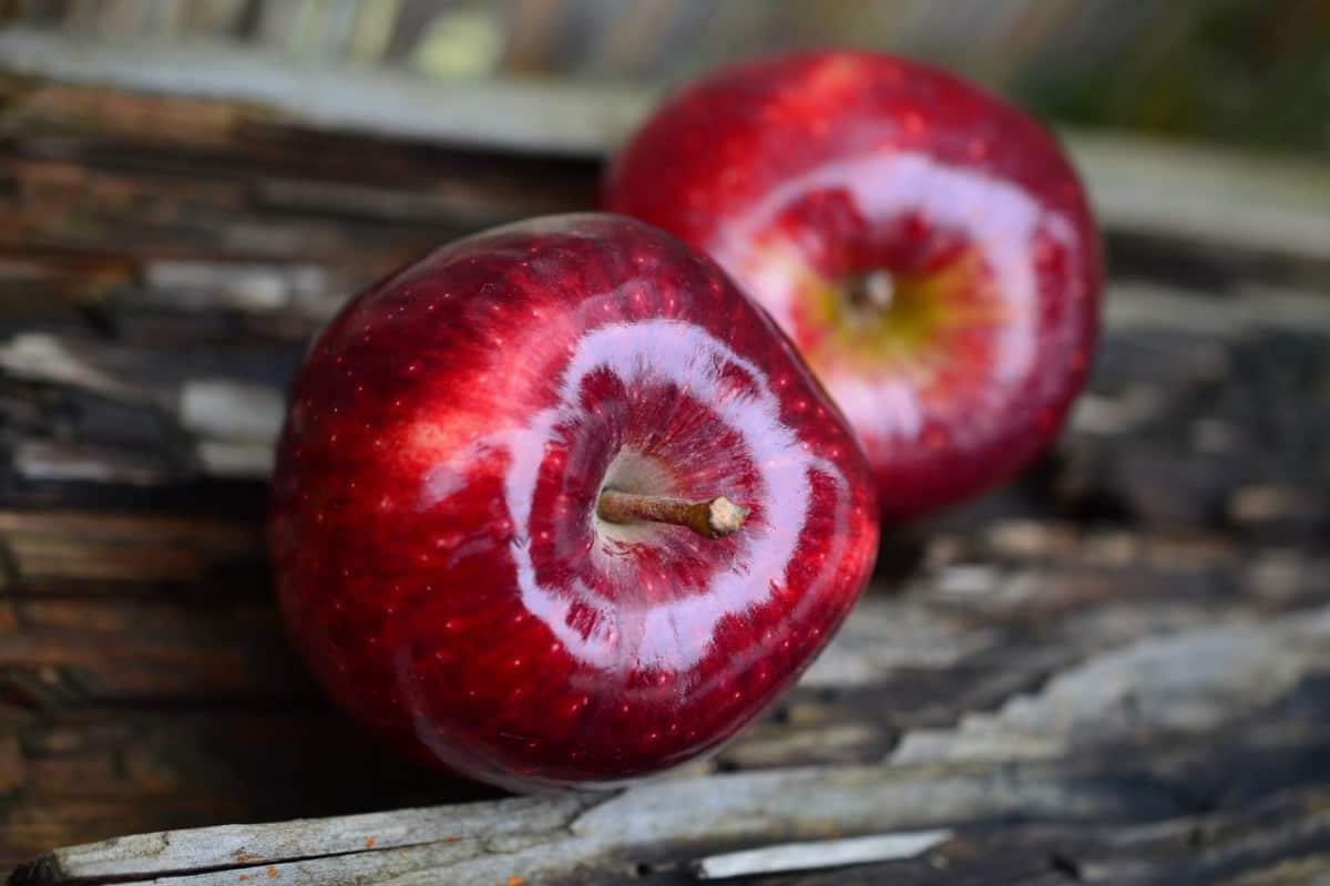  Apple fruit cultivation capital is in the United States 