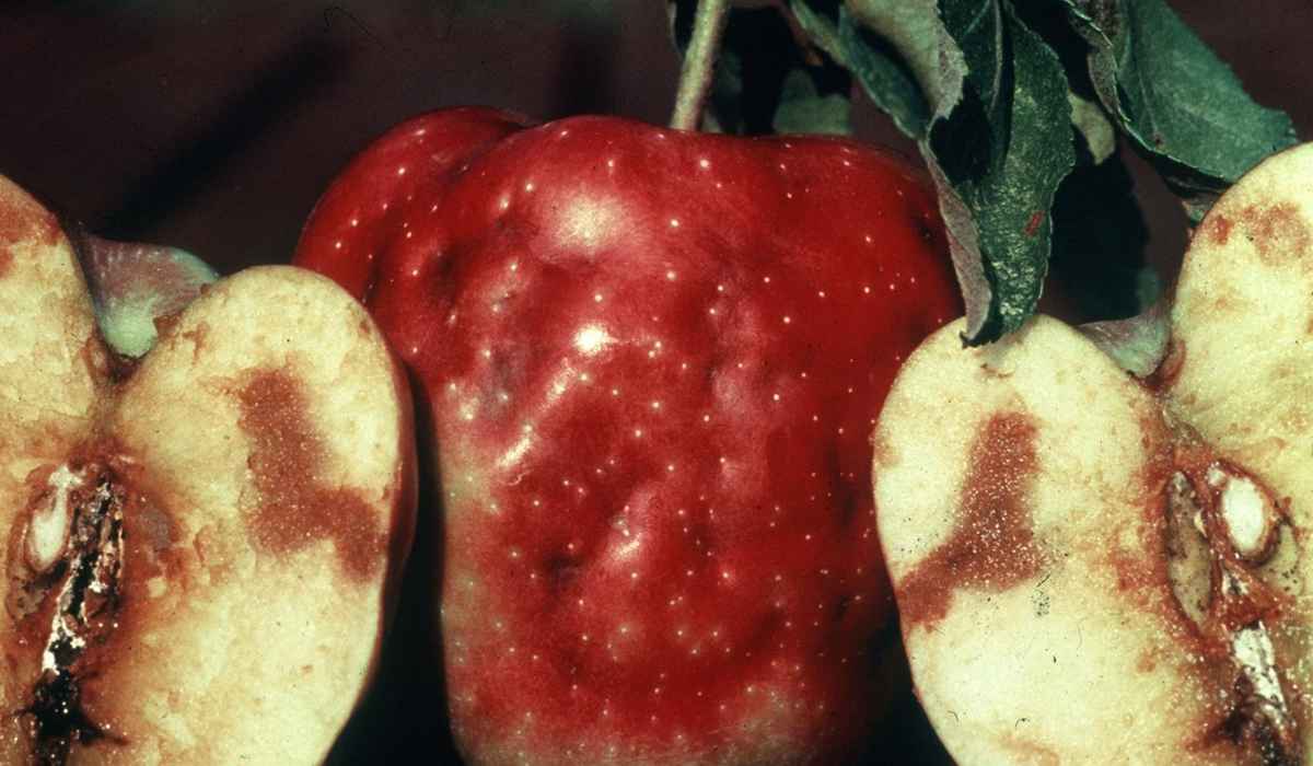  Buy All Kinds of Honeygold Apple at the Best Price 