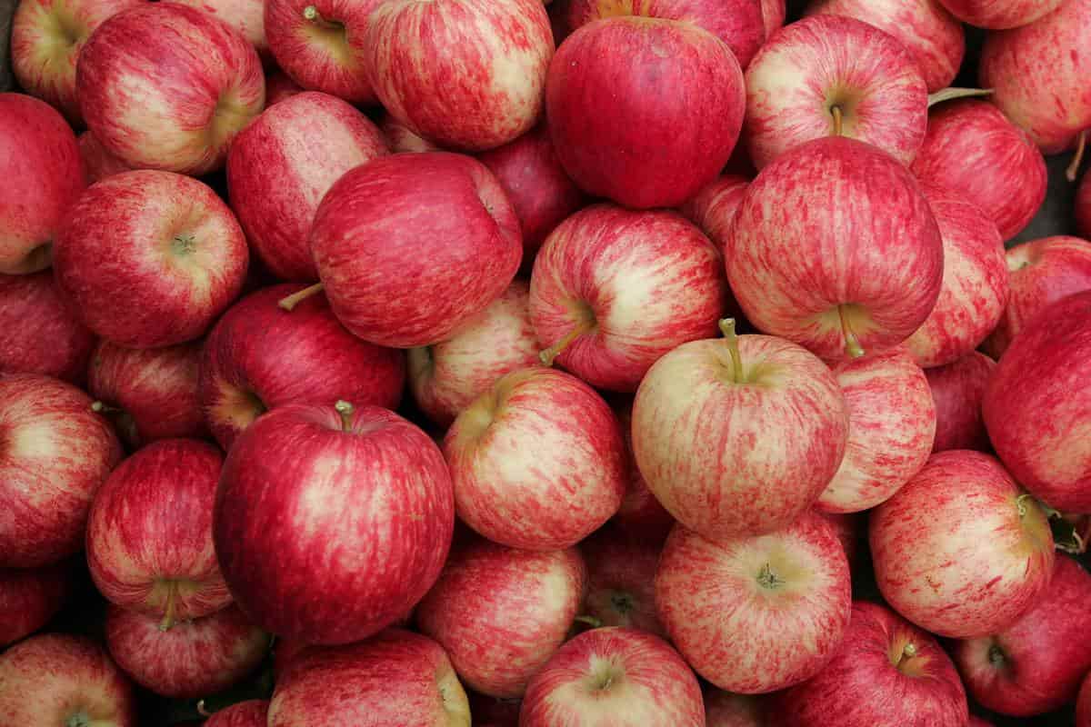  What Is Gala Apple and Its Different Types 