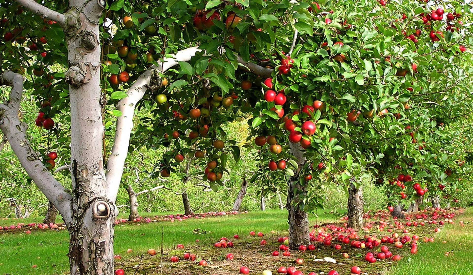  Importing Newtown pippin apple tree 