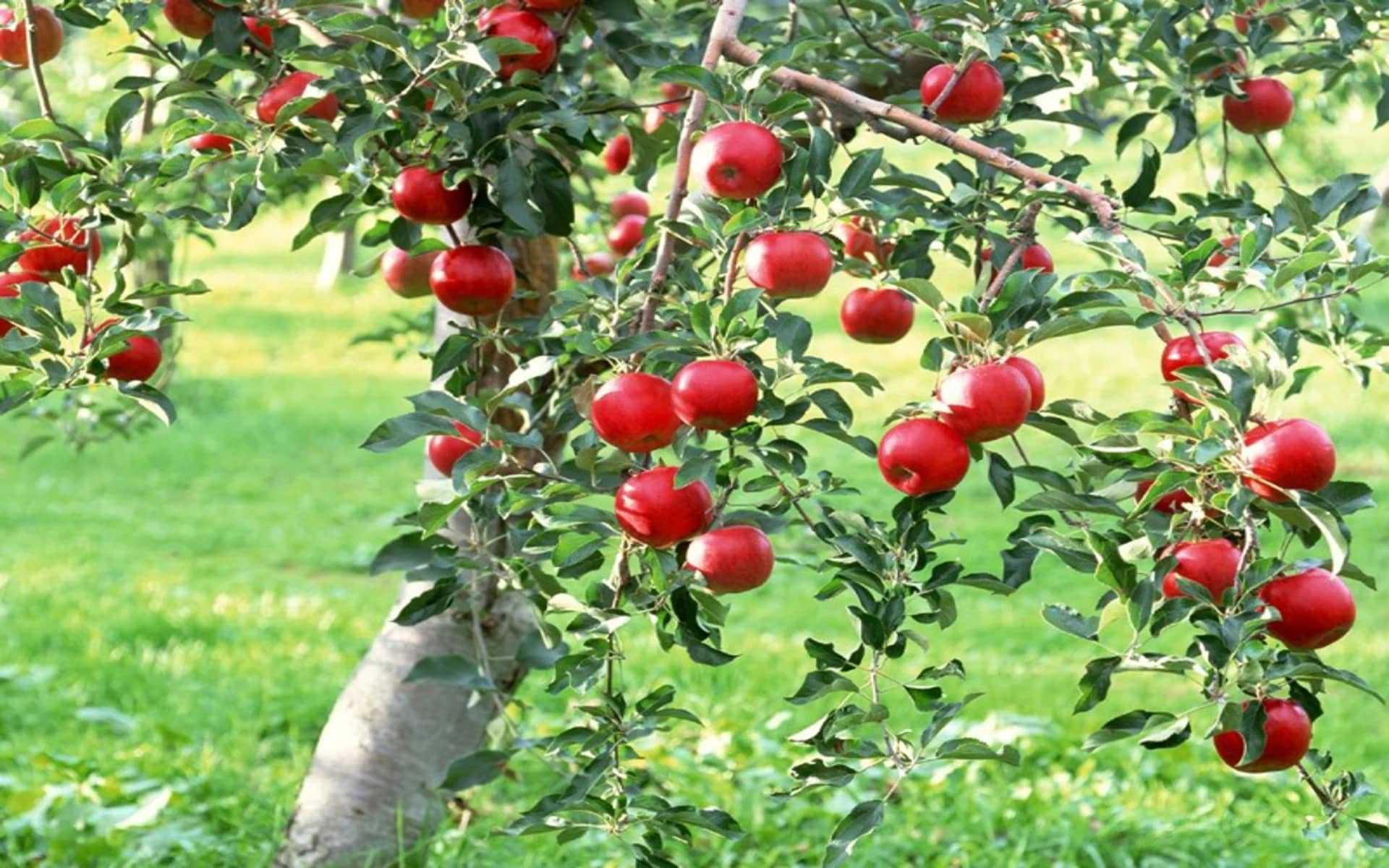  Importing Newtown pippin apple tree 