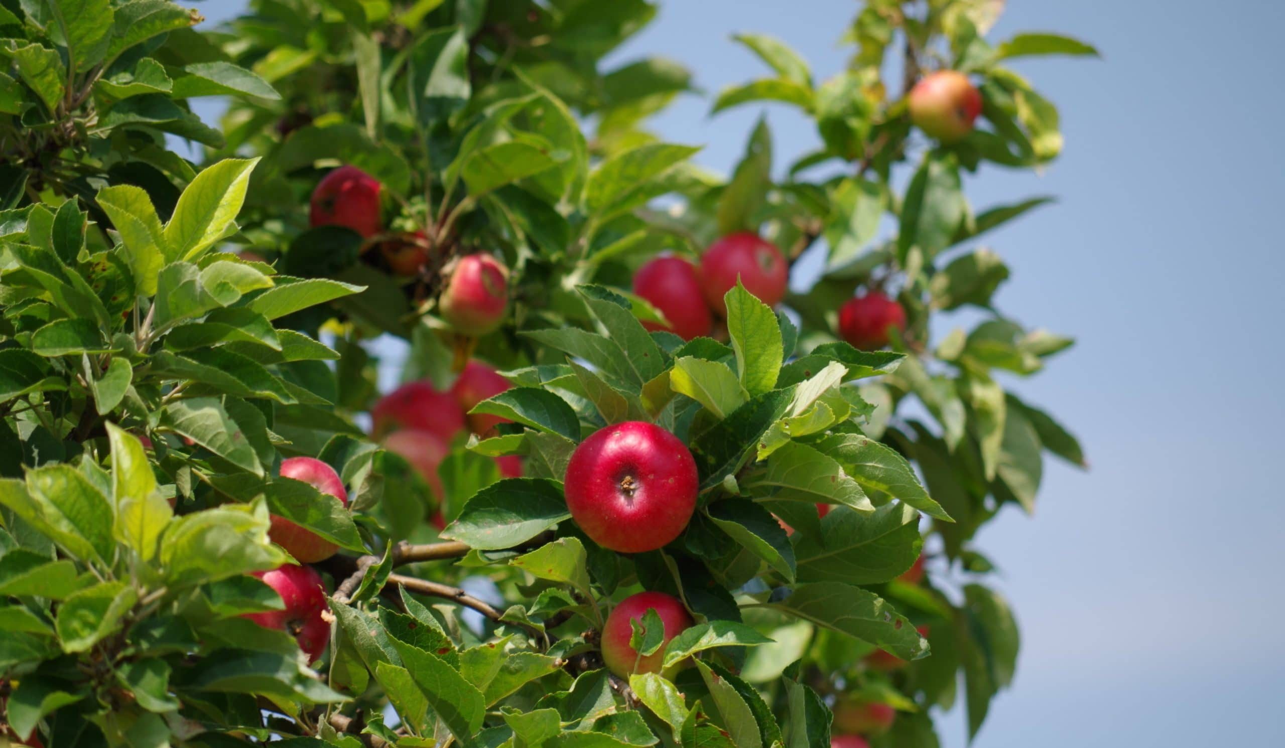  Importing Newtown pippin apple tree 