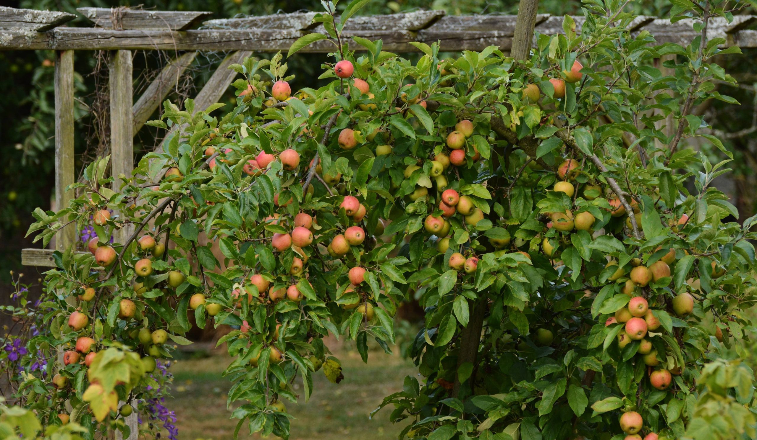  Importing Newtown pippin apple tree 