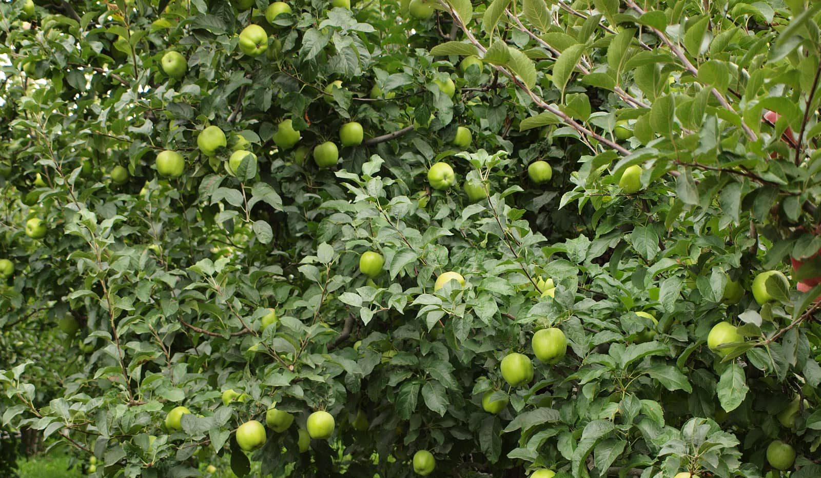  Importing Newtown pippin apple tree 