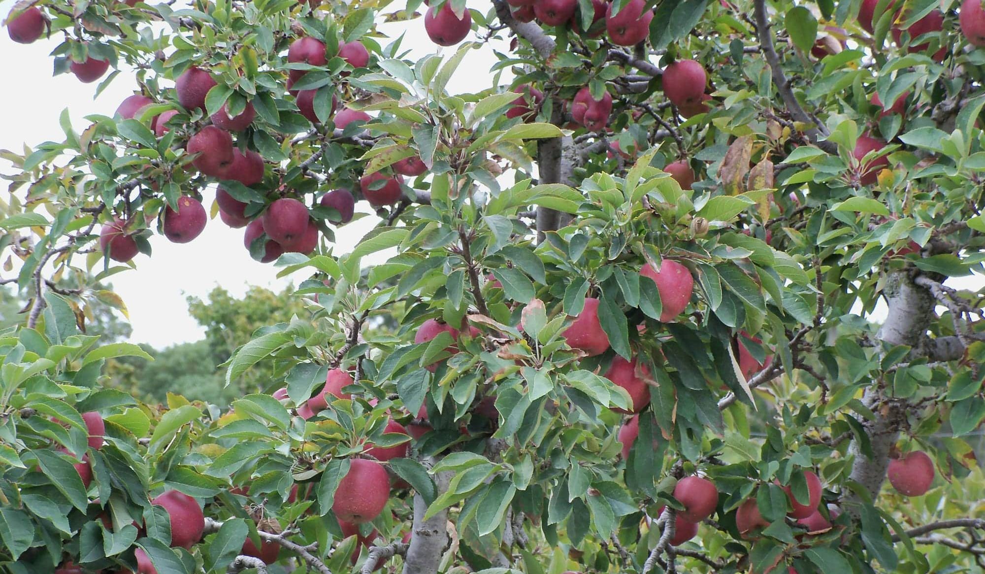  Importing Newtown pippin apple tree 