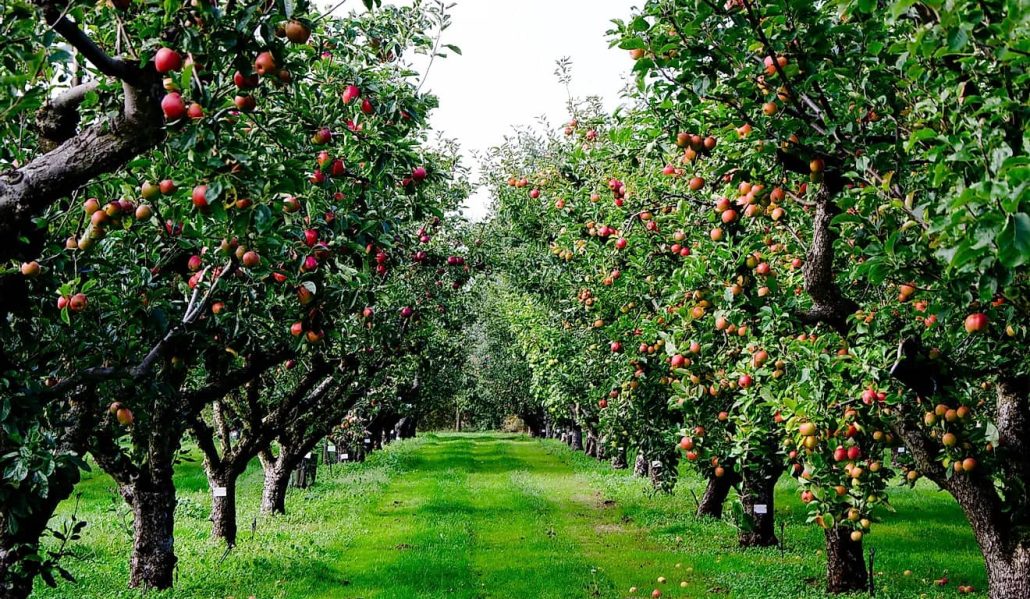  Importing Newtown pippin apple tree 