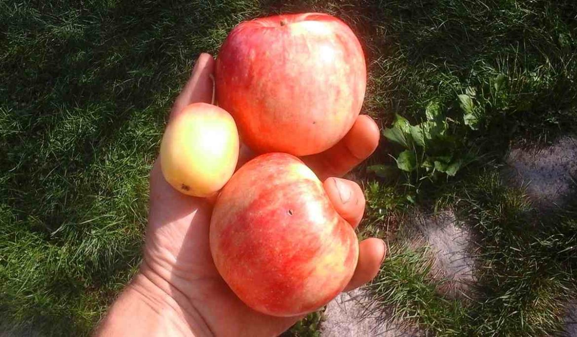 Buy and the Price of All Kinds of Zestar Seasonal Apple