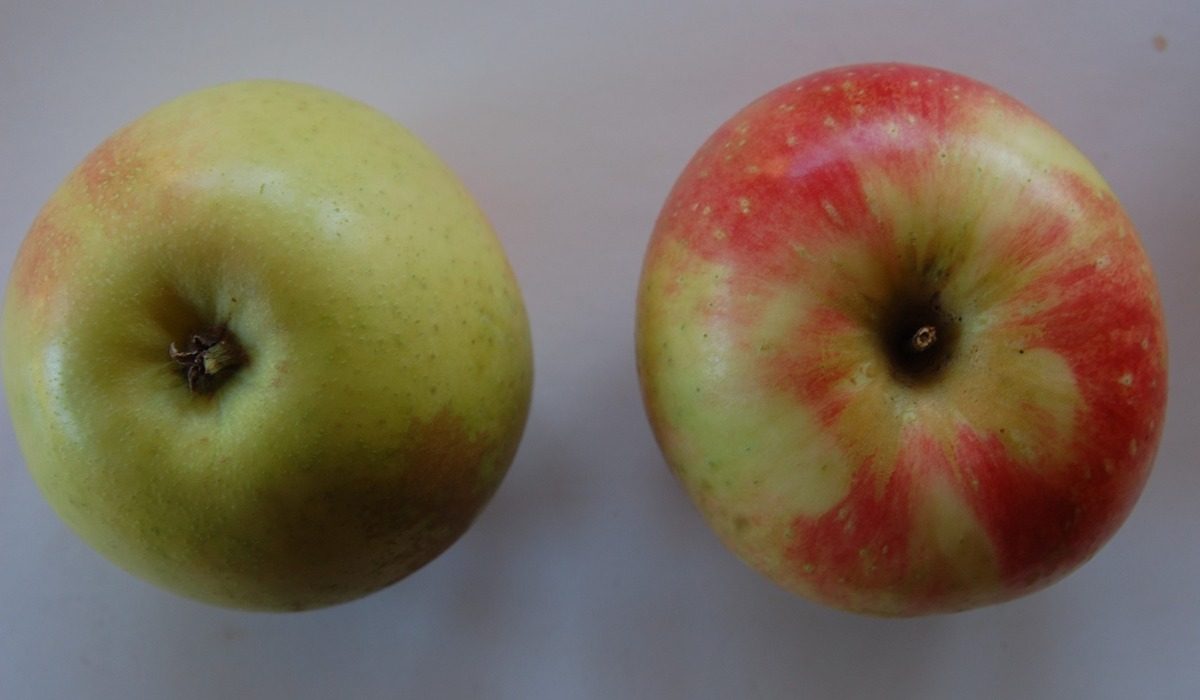  Buy and the Price of All Kinds of Zestar Seasonal Apple 