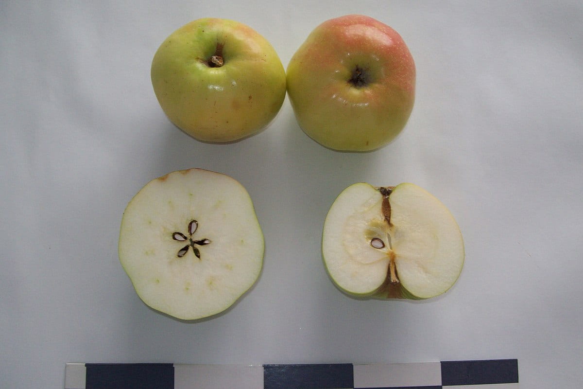  seedless apple fruit price 