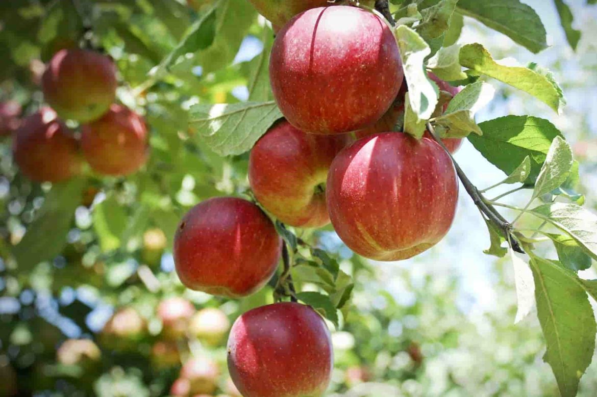 Winesap Apple Pollinators + Sale