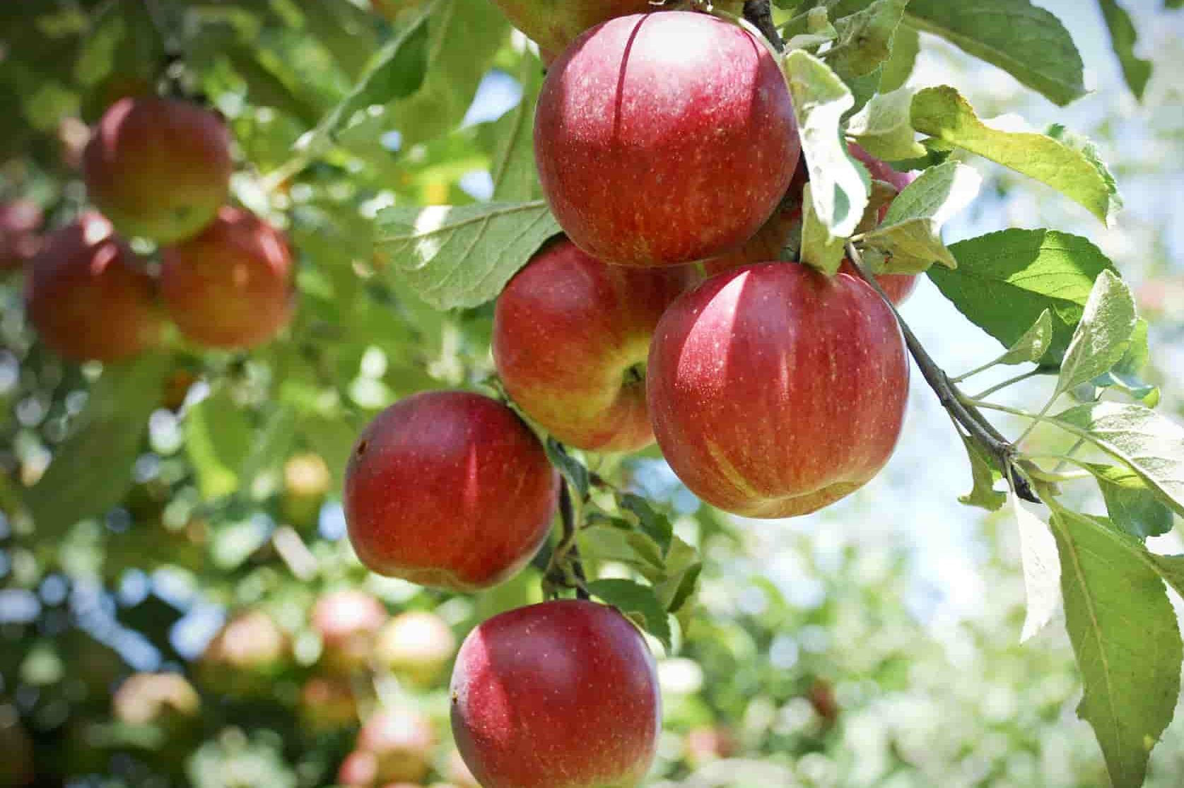  Winesap Apple Pollinators + Sale 