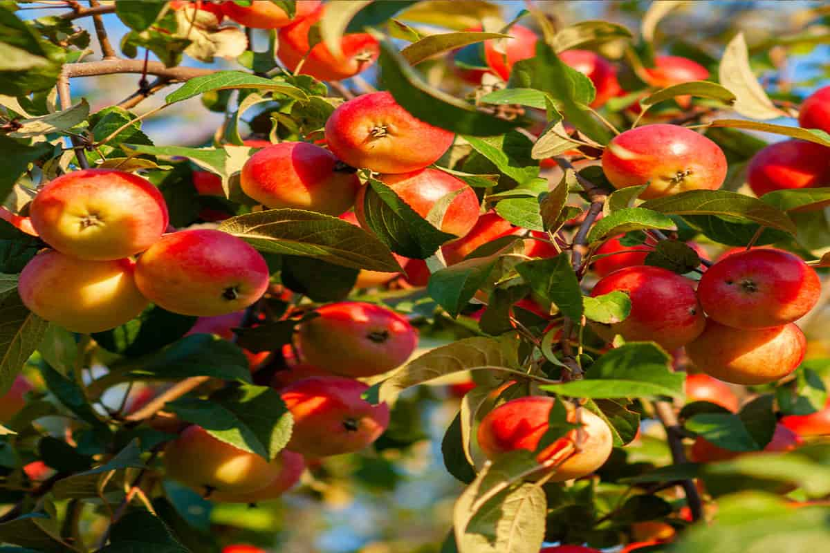  Winesap Apple Pollinators + Sale 