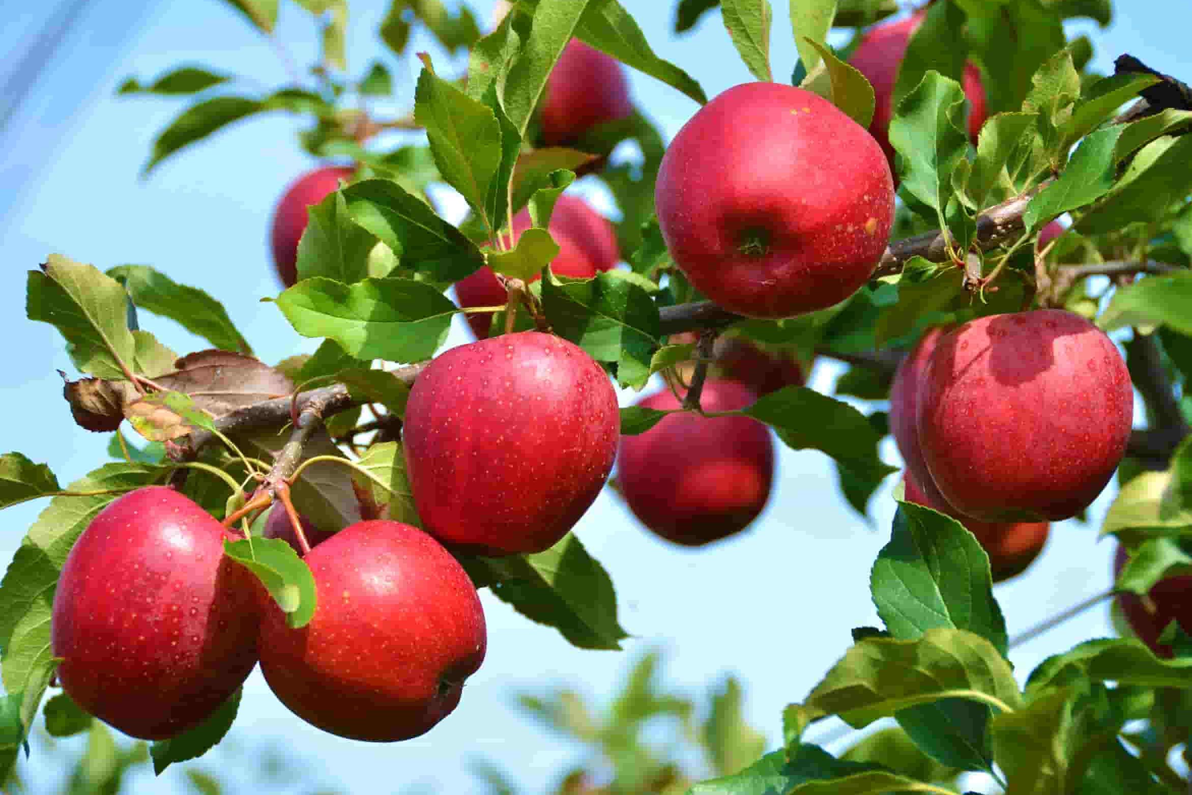  Winesap Apple Pollinators + Sale 