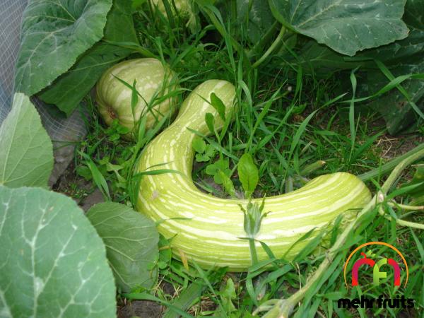 Chanbar cucumber type price reference + cheap purchase