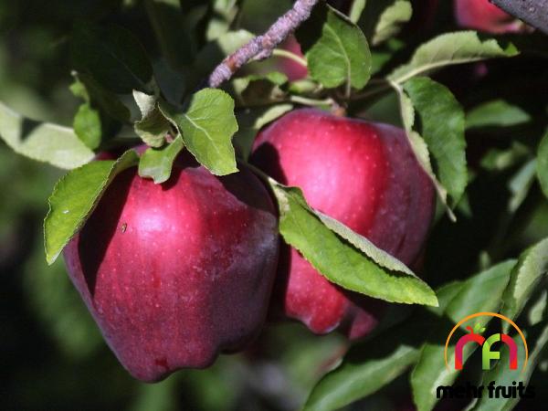 Price and buy Golden apple quality fruits + cheap sale