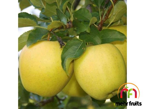 Golden delicious apple price + wholesale and cheap packing specifications