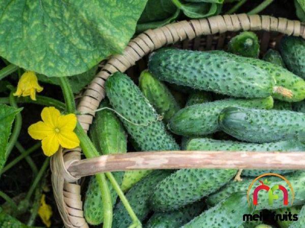 Carla cucumber | Sellers at reasonable prices carla cucumber